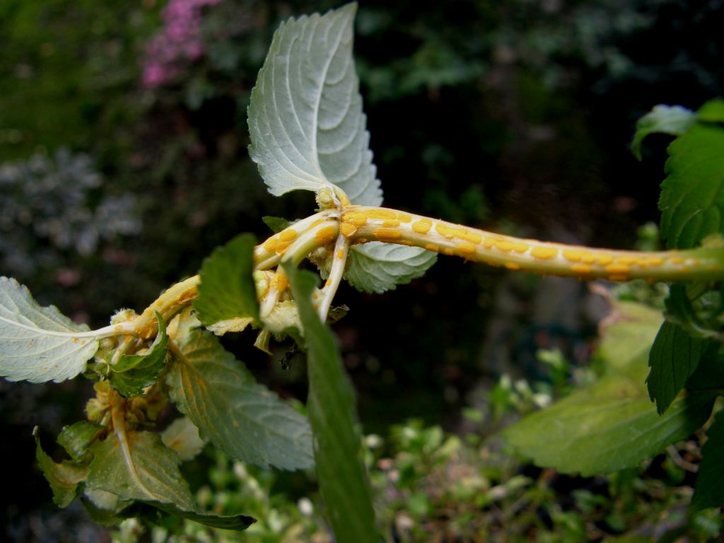 Mercurialis annua parassitata da Melampsora pulcherrima