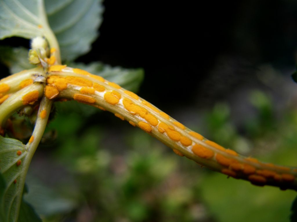 Mercurialis annua parassitata da Melampsora pulcherrima