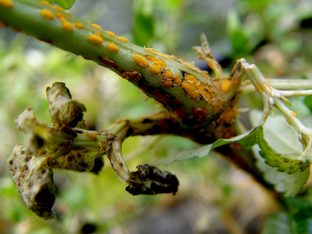 Mercurialis annua parassitata da Melampsora pulcherrima