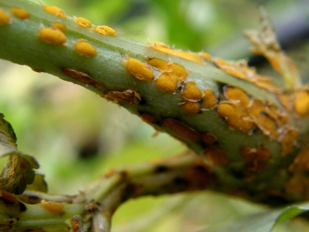 Mercurialis annua parassitata da Melampsora pulcherrima