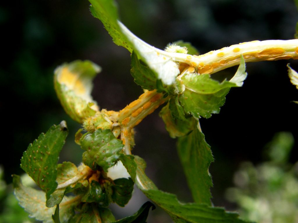 Mercurialis annua parassitata da Melampsora pulcherrima