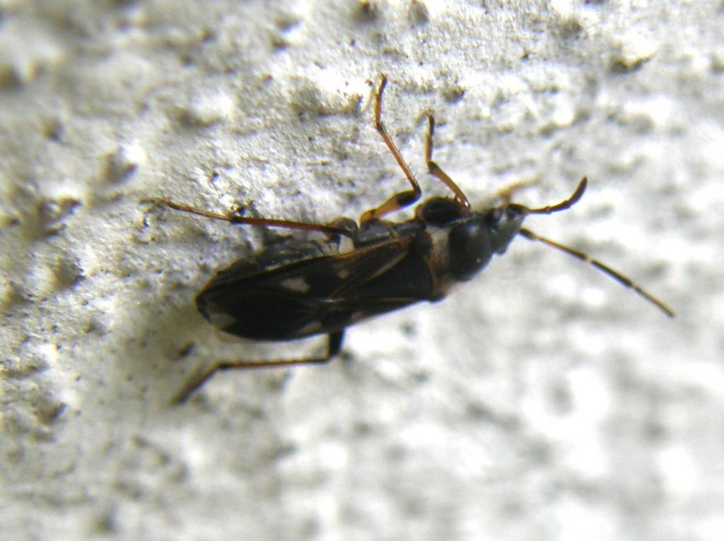 Lygaeidae, Raglius alboacuminatus della Lombardia (MI)