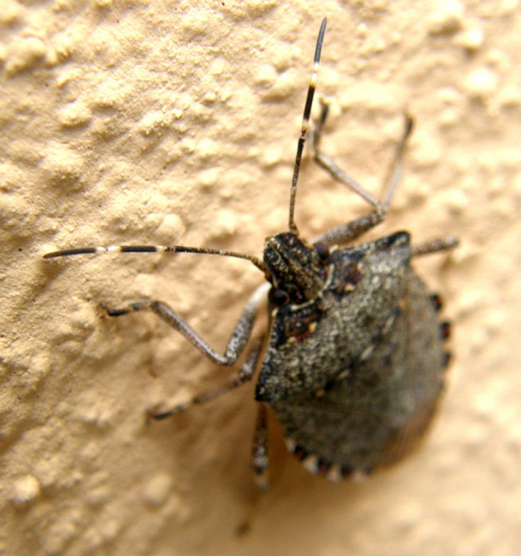 Pentatomidae o Acanthosomatidae? Pentatomidae: H. halys