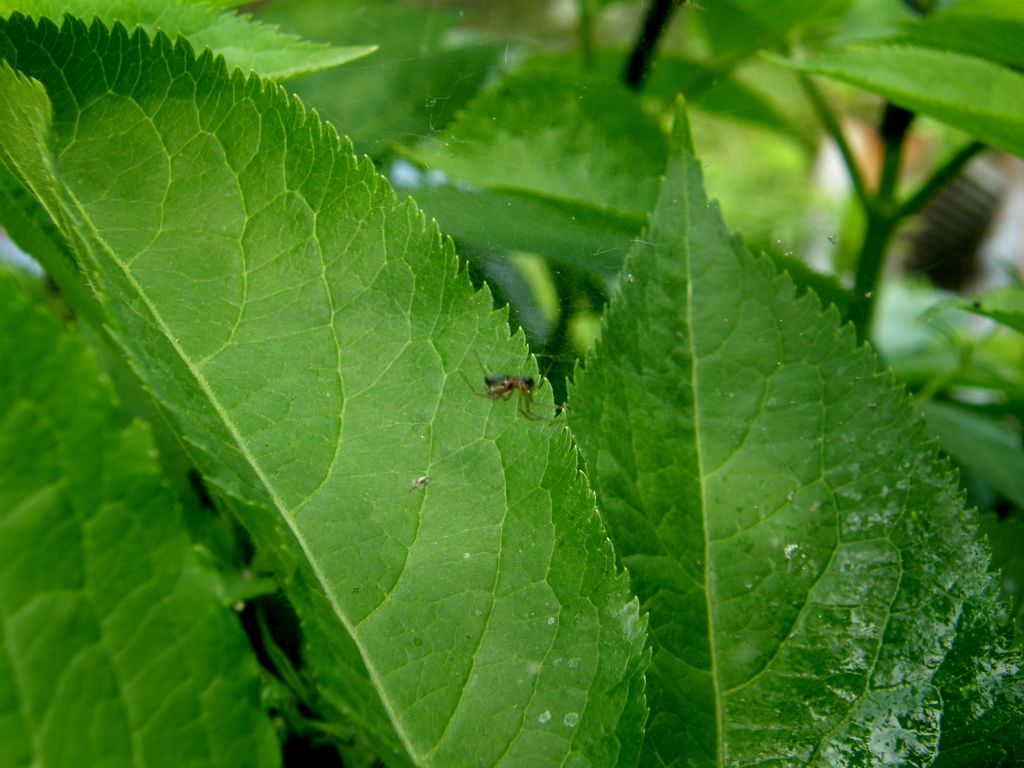 Frontinellina frutetorum - Milano