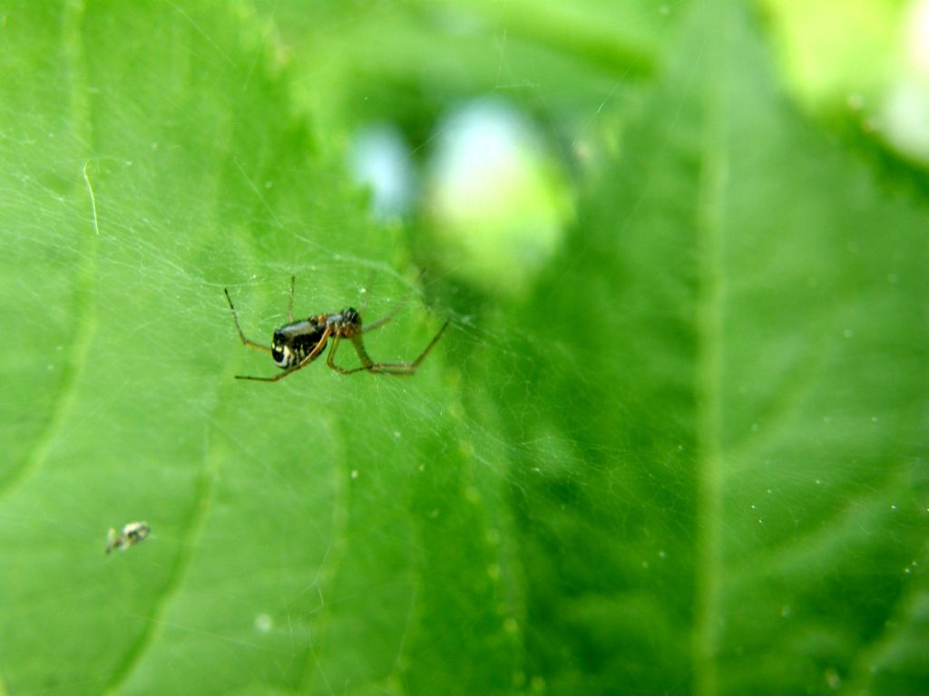 Frontinellina frutetorum - Milano