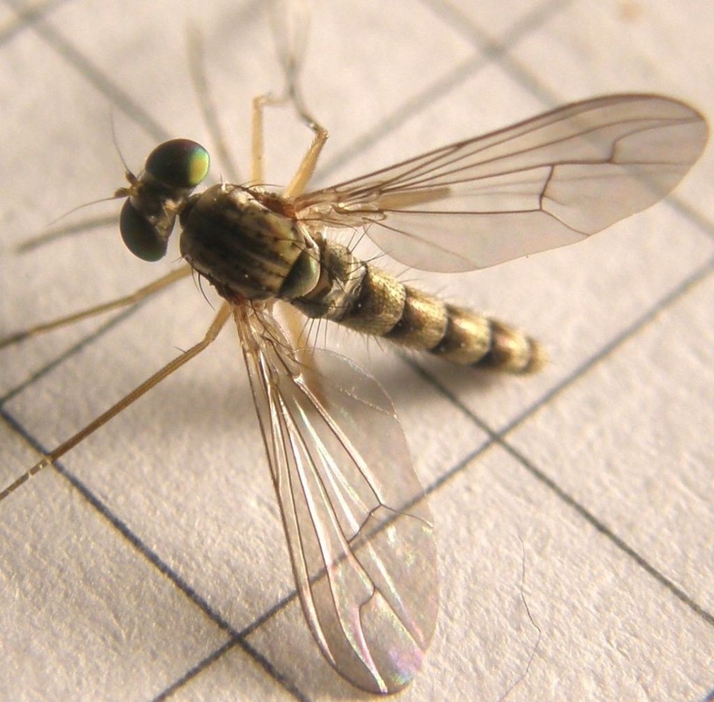 Sciapus sp. (Dolichopodidae)