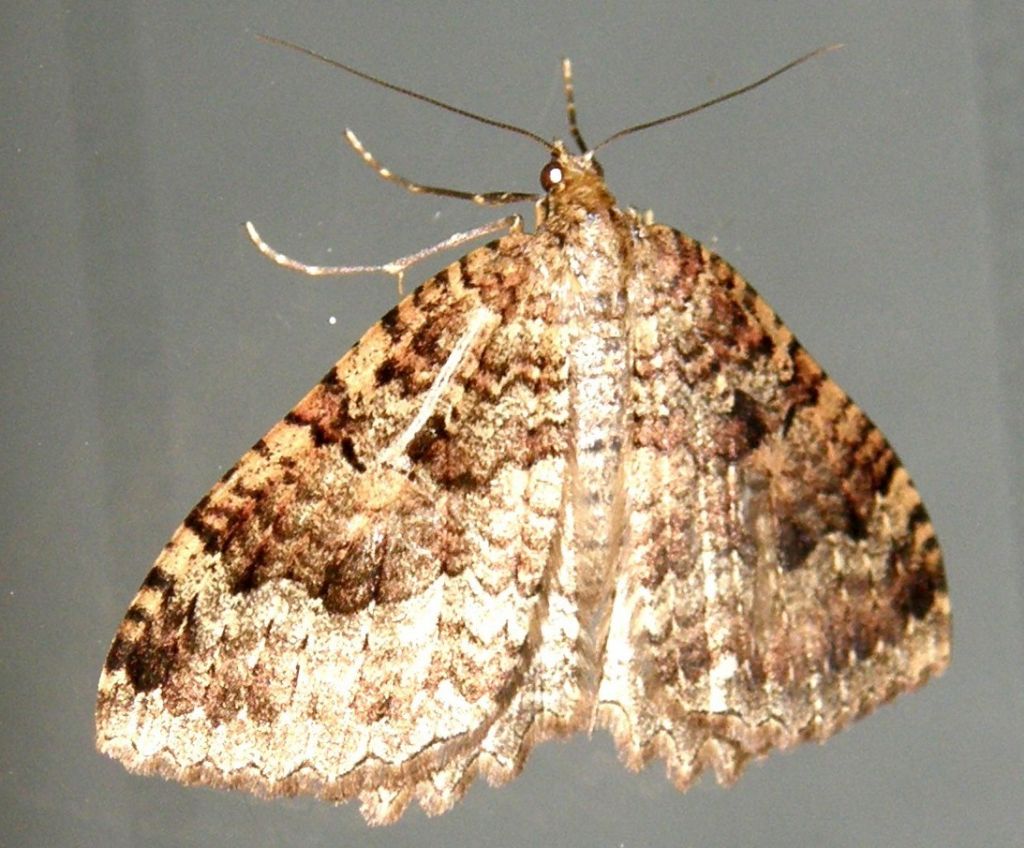 Triphosa dubitata (Geometridae)