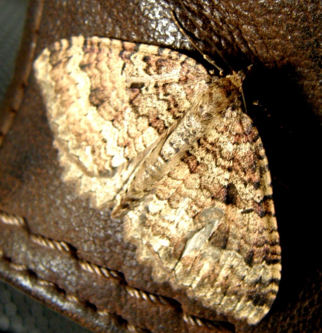 Triphosa dubitata (Geometridae)