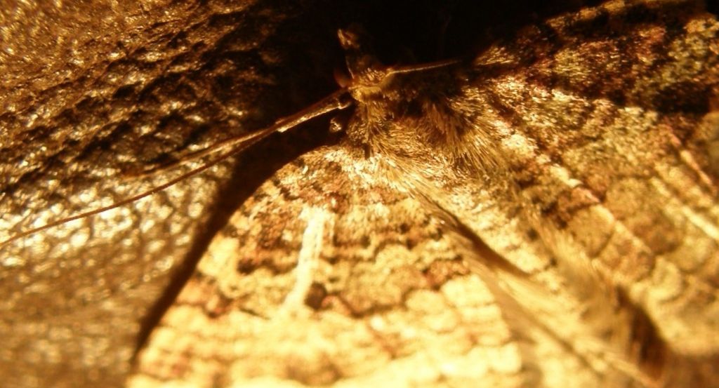 Triphosa dubitata (Geometridae)