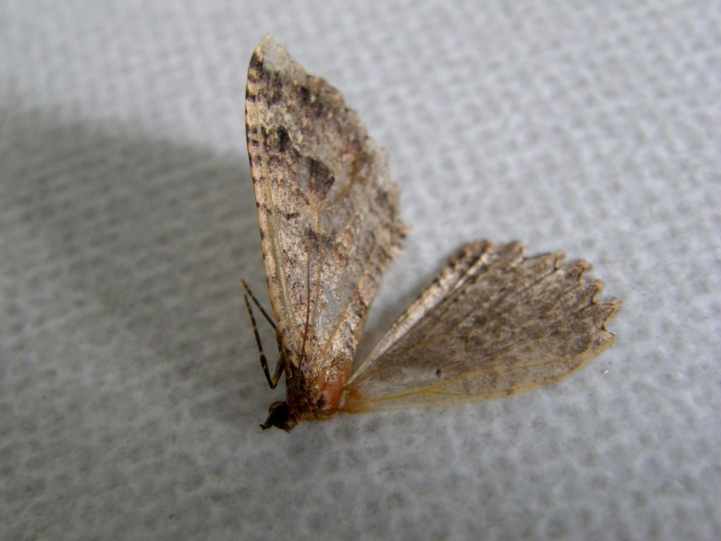 Triphosa dubitata (Geometridae)