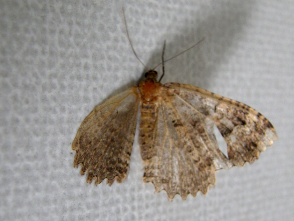 Triphosa dubitata (Geometridae)