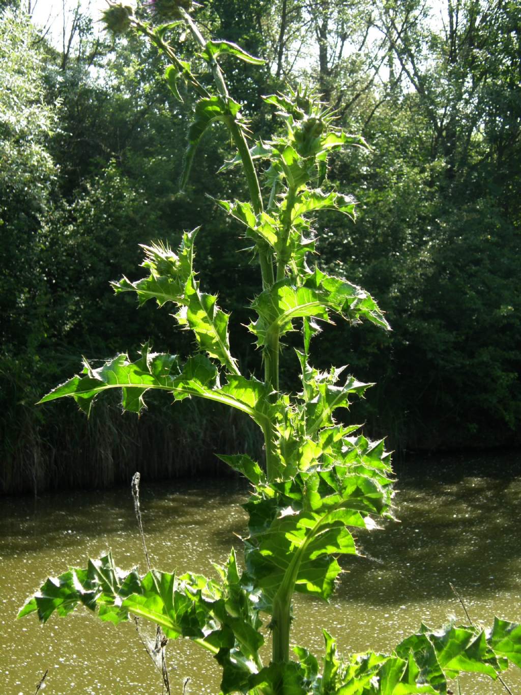 Silybum marianum