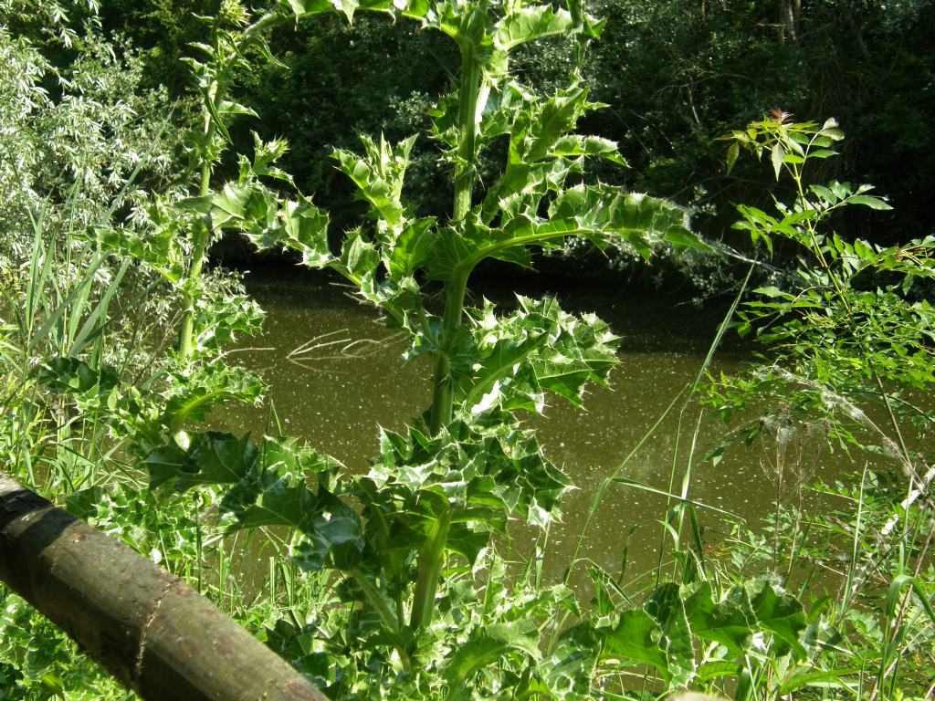 Silybum marianum