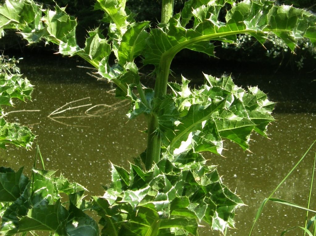 Silybum marianum