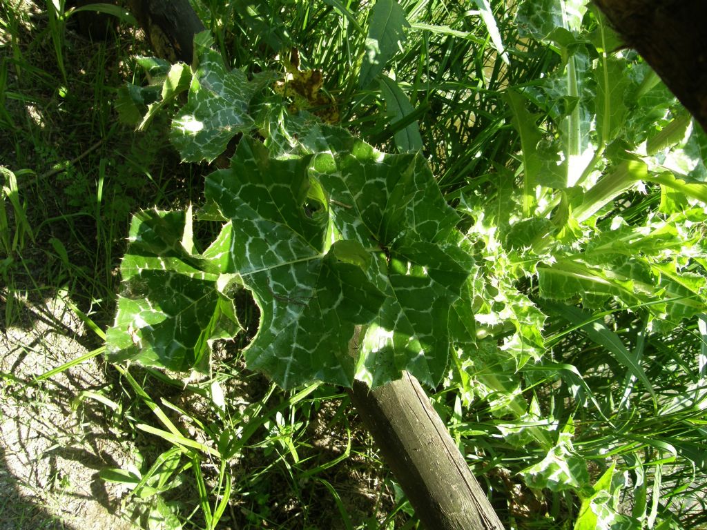 Silybum marianum