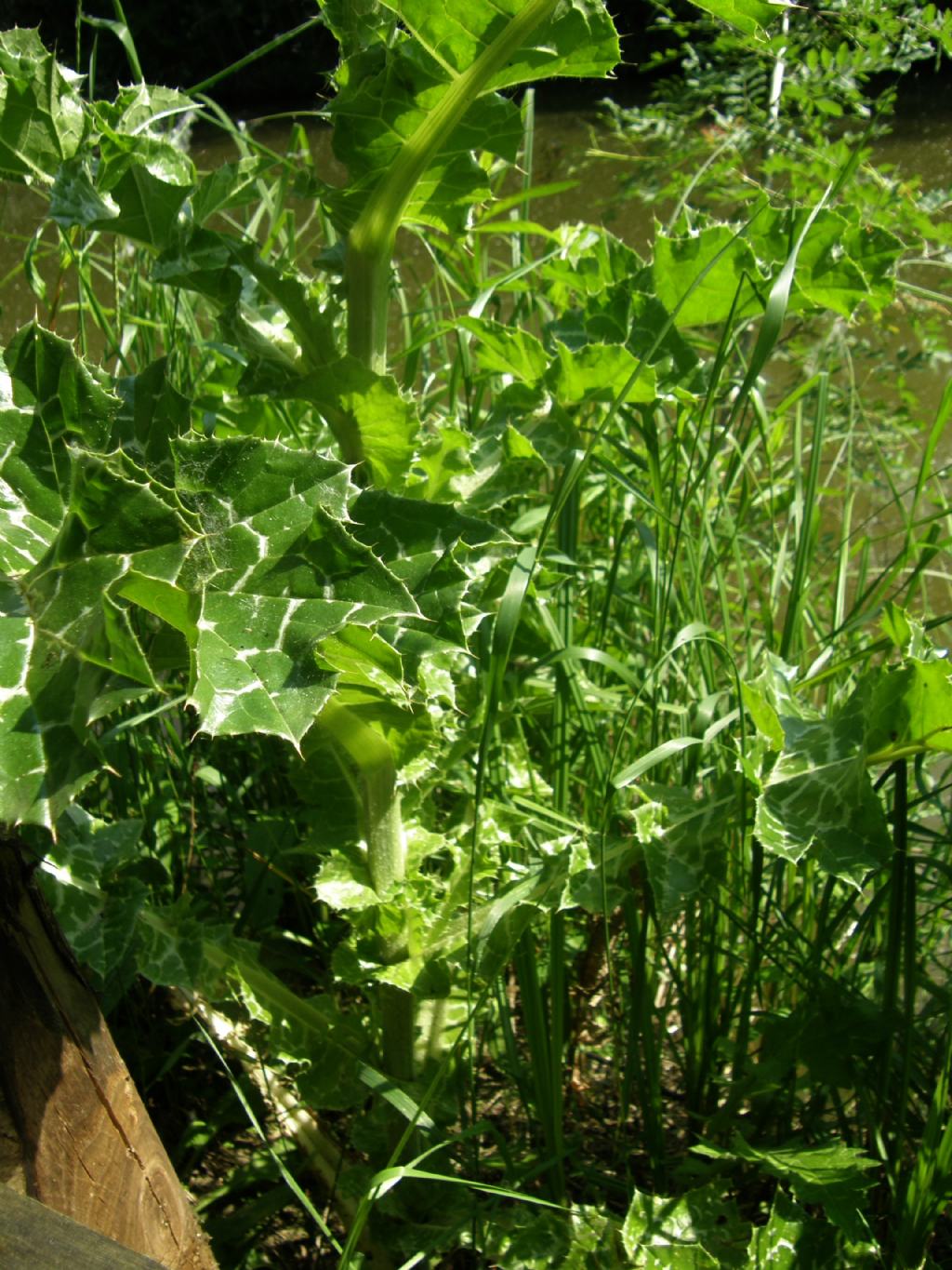 Silybum marianum