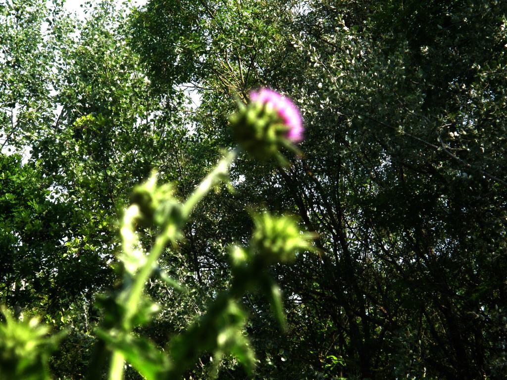 Silybum marianum