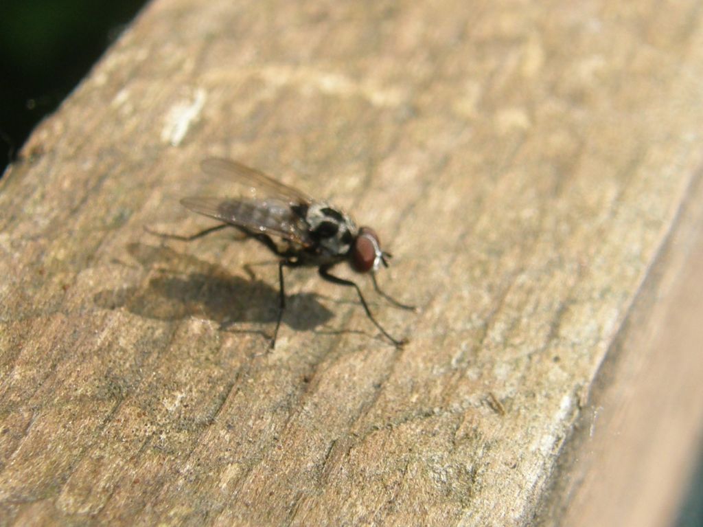 Anthomya sp. gruppo pluvialis/procellaris (Anthomyiidae)