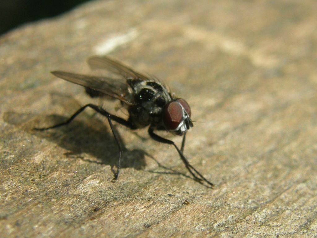 Anthomya sp. gruppo pluvialis/procellaris (Anthomyiidae)