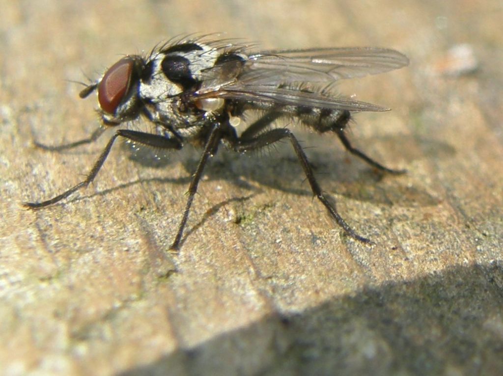 Anthomya sp. gruppo pluvialis/procellaris (Anthomyiidae)