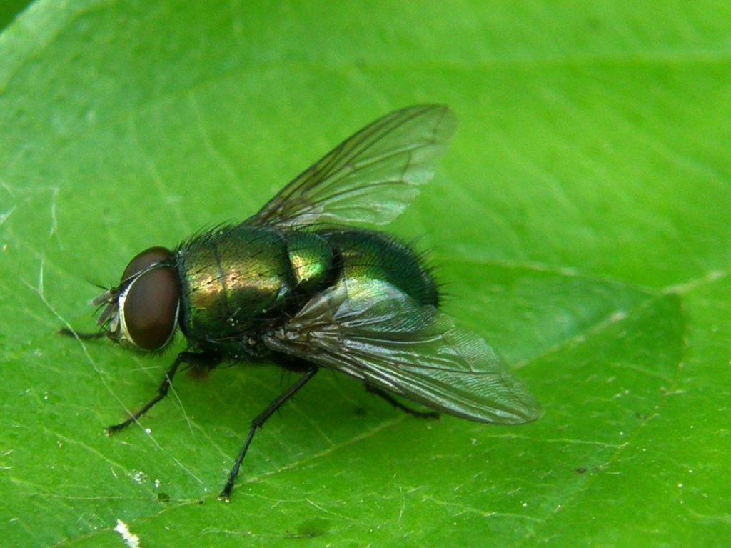 Mosca verde metallico: Lucilia sp, Calliphoridae