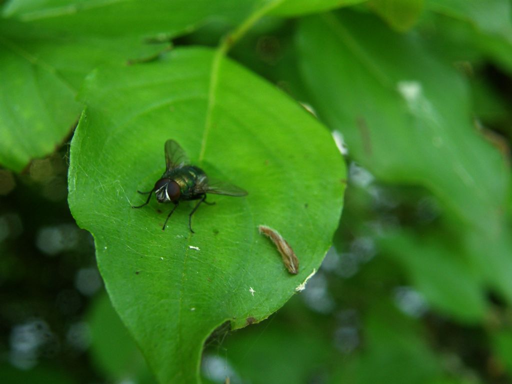 Mosca verde metallico: Lucilia sp, Calliphoridae