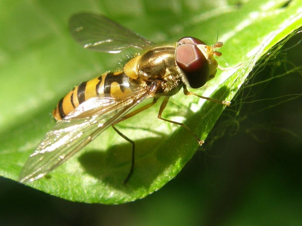 Episyrphus balteatus