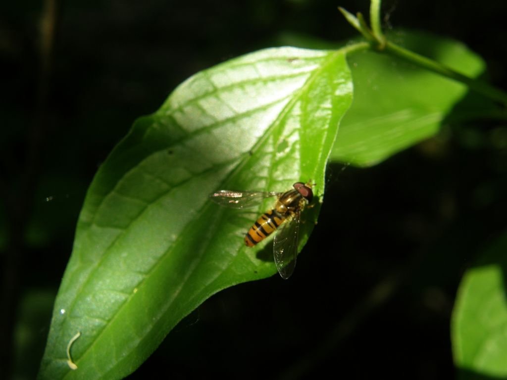 Episyrphus balteatus