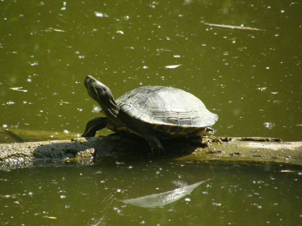 Trachemis