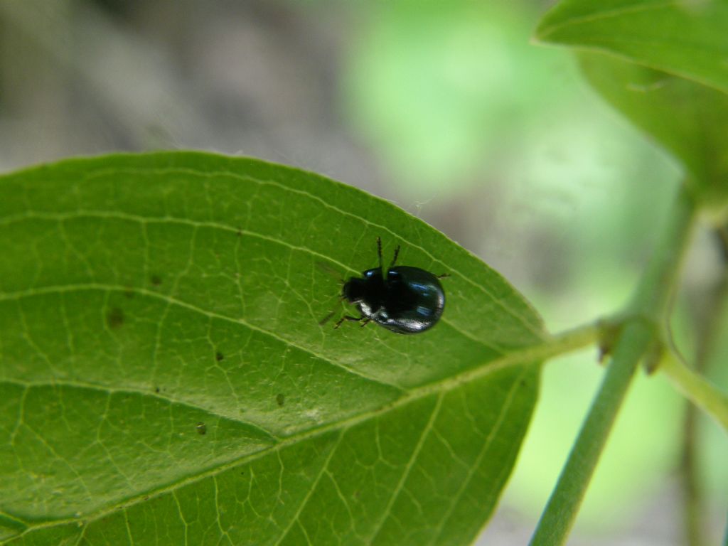 Molto molto piccolo e scuro: Plagiodera versicolora ?