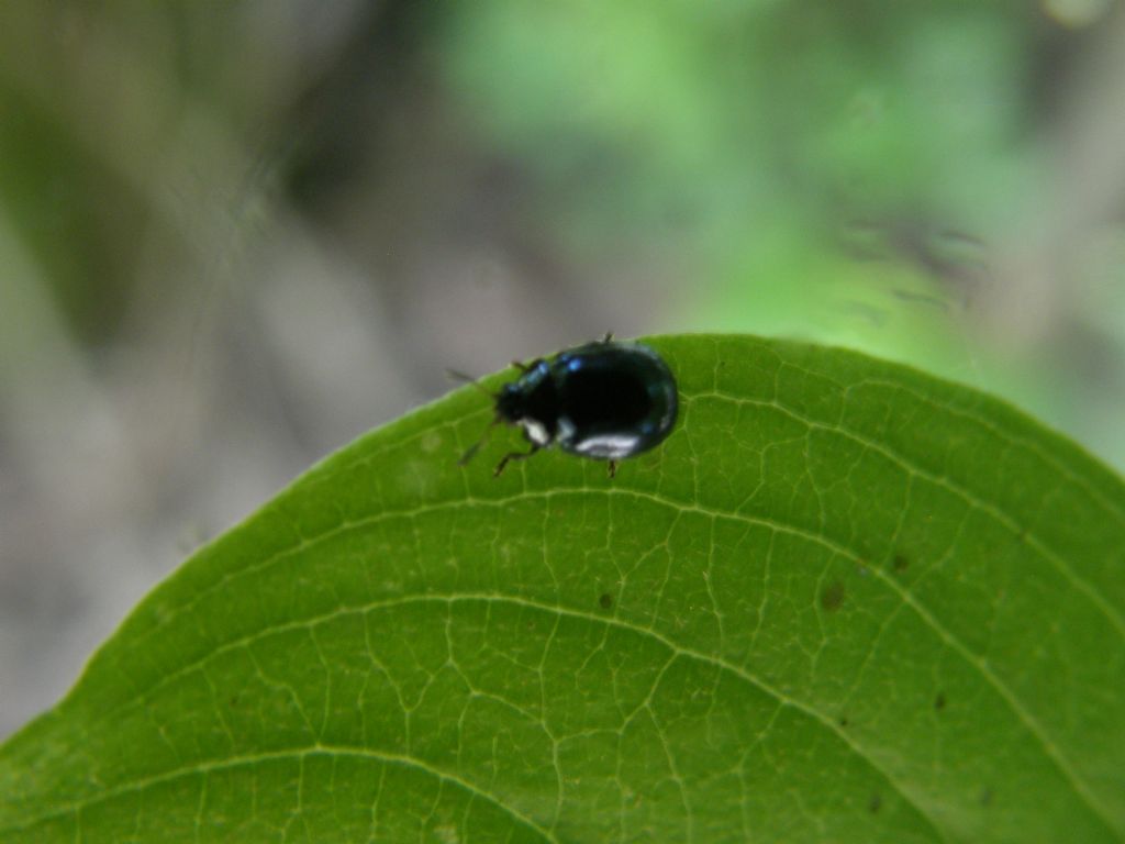 Molto molto piccolo e scuro: Plagiodera versicolora ?