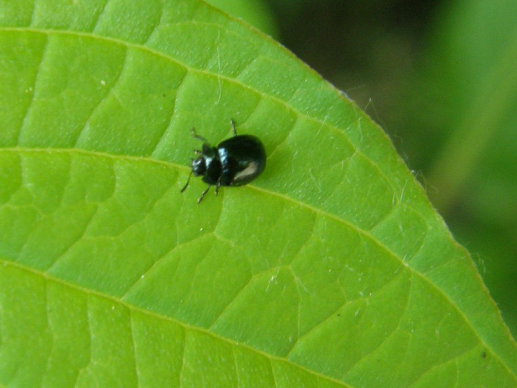 Molto molto piccolo e scuro: Plagiodera versicolora ?