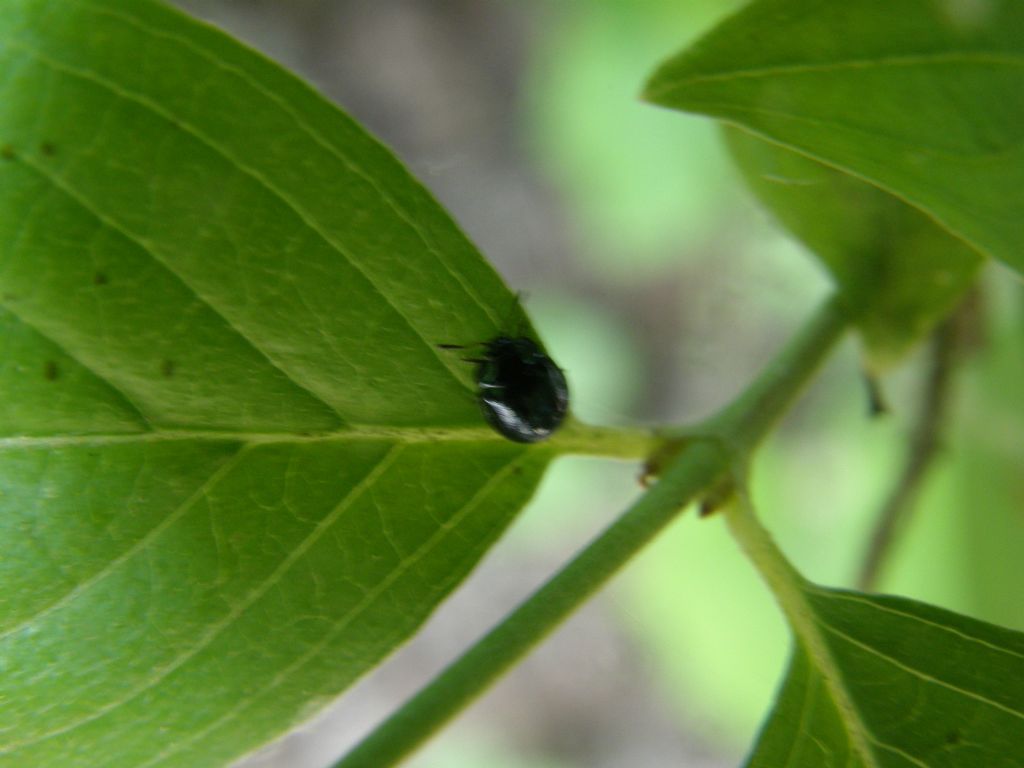 Molto molto piccolo e scuro: Plagiodera versicolora ?