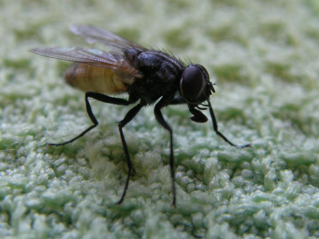 Musca domestica