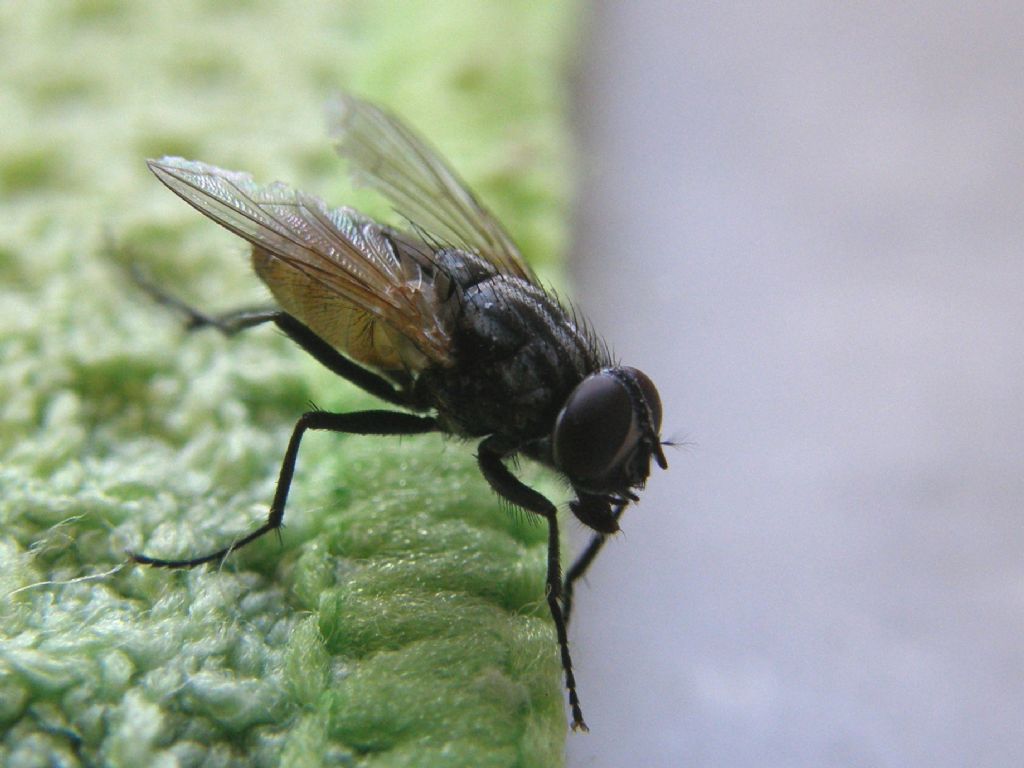 Musca domestica