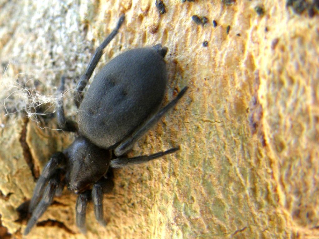 Sotto una corteccia: Scotophaeus sp. - Melegnano (MI)