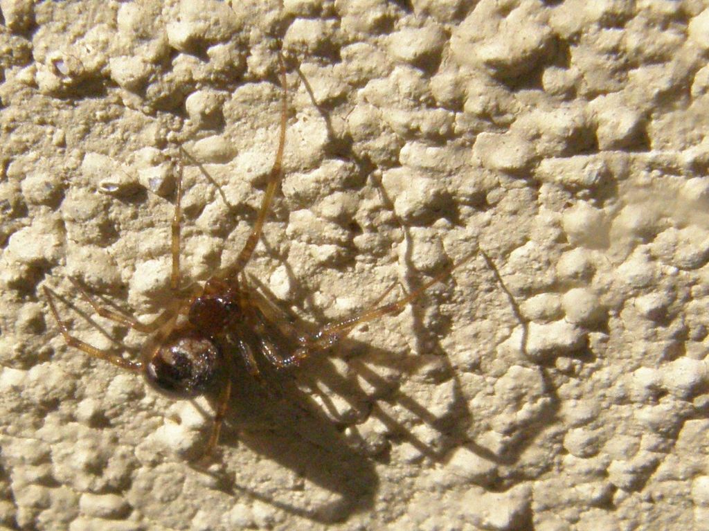 Theridion? No. Steatoda triangulosa - Milano