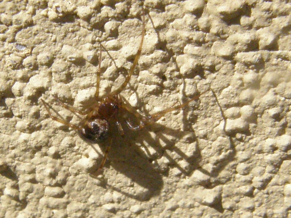 Theridion? No. Steatoda triangulosa - Milano