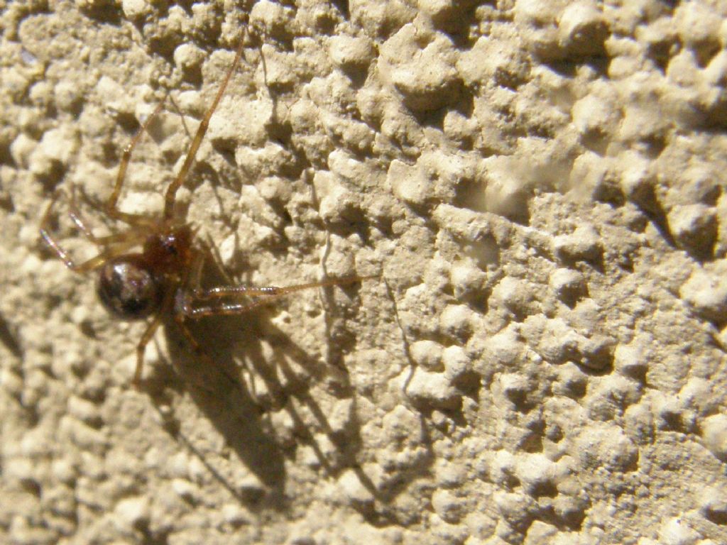 Theridion? No. Steatoda triangulosa - Milano