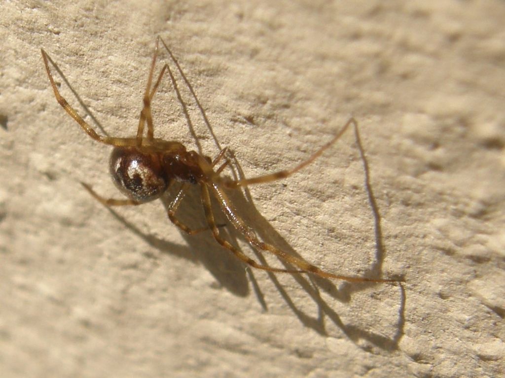 Theridion? No. Steatoda triangulosa - Milano