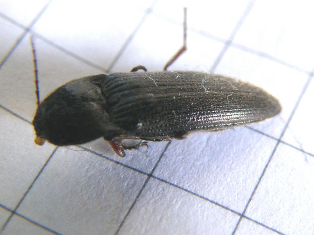 Melanotus sp. , Elateridae