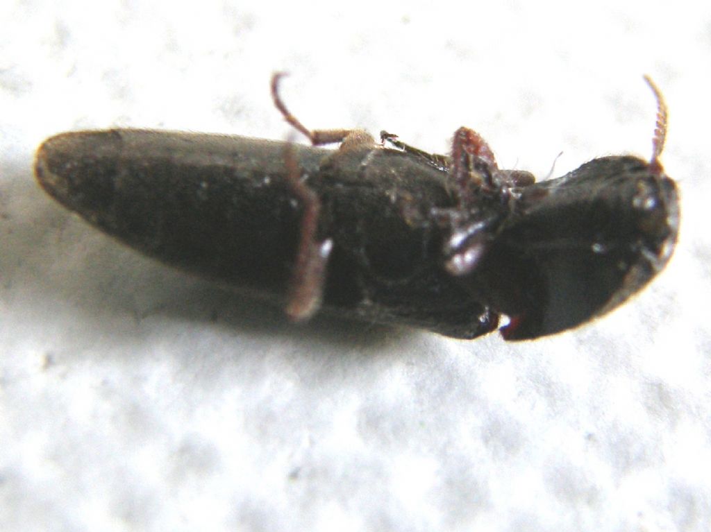 Melanotus sp. , Elateridae