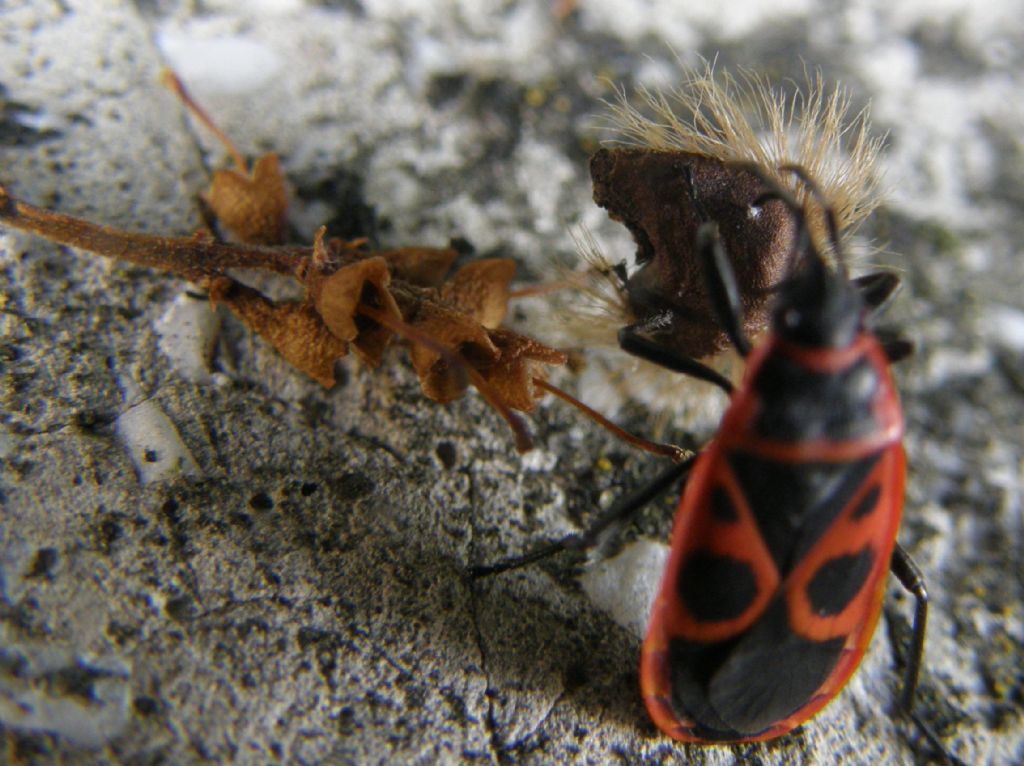 Cosa faceva quel Pyrrochoris apterus?