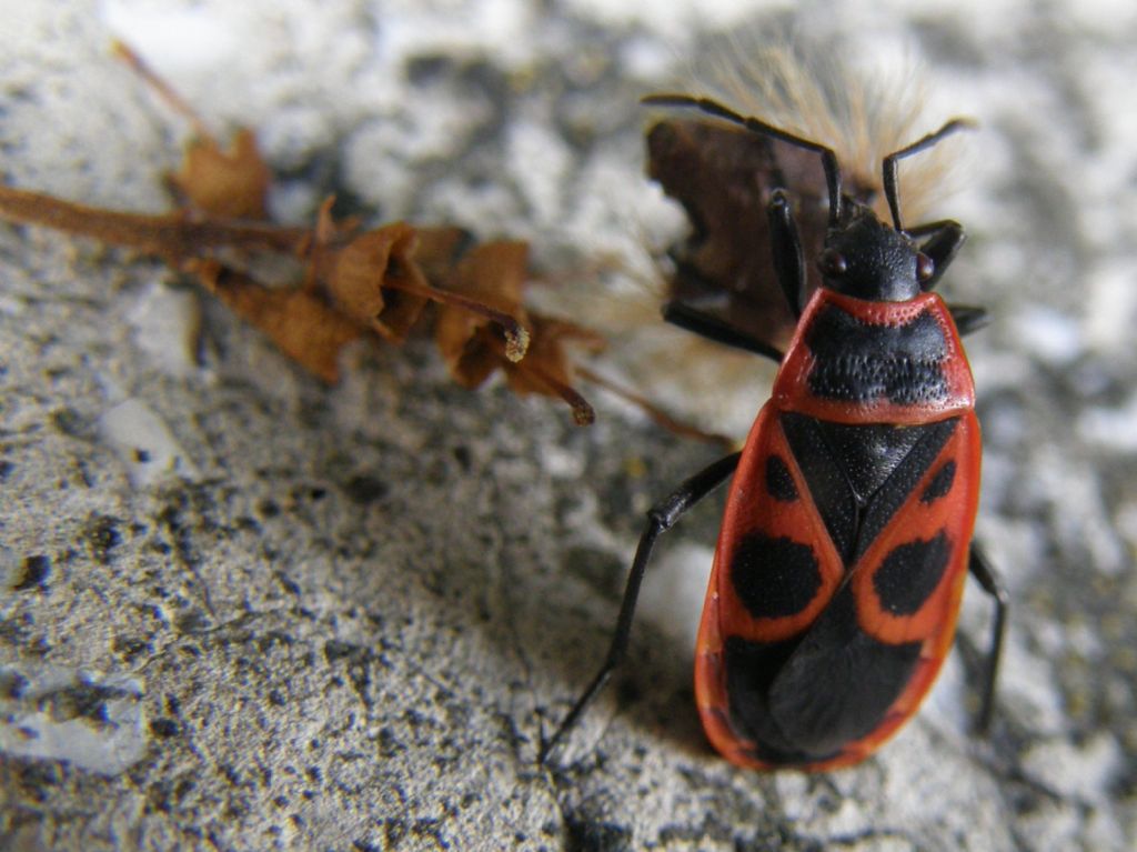 Cosa faceva quel Pyrrochoris apterus?