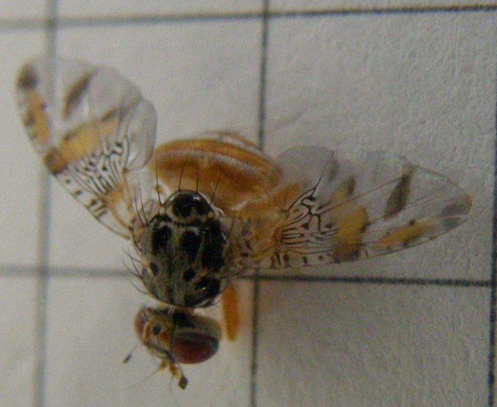 Ali variegate - Ceratitis capitata (Tephritidae)