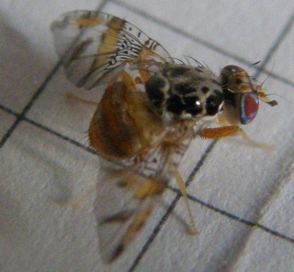 Ali variegate - Ceratitis capitata (Tephritidae)