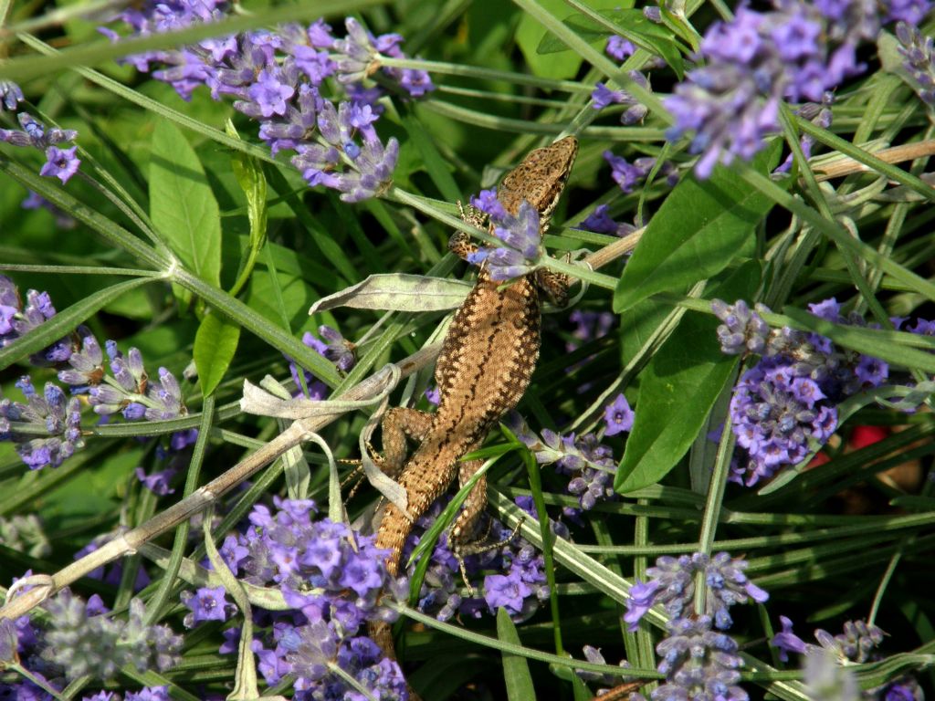 Podarcis muralis...intenditrice