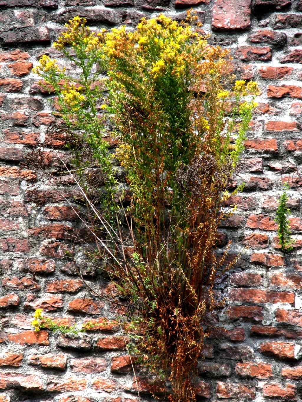 Hypericum perforatum in cima alle mura spagnole