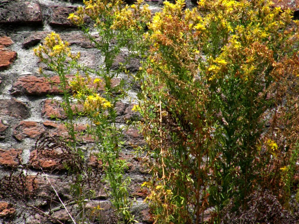 Hypericum perforatum in cima alle mura spagnole