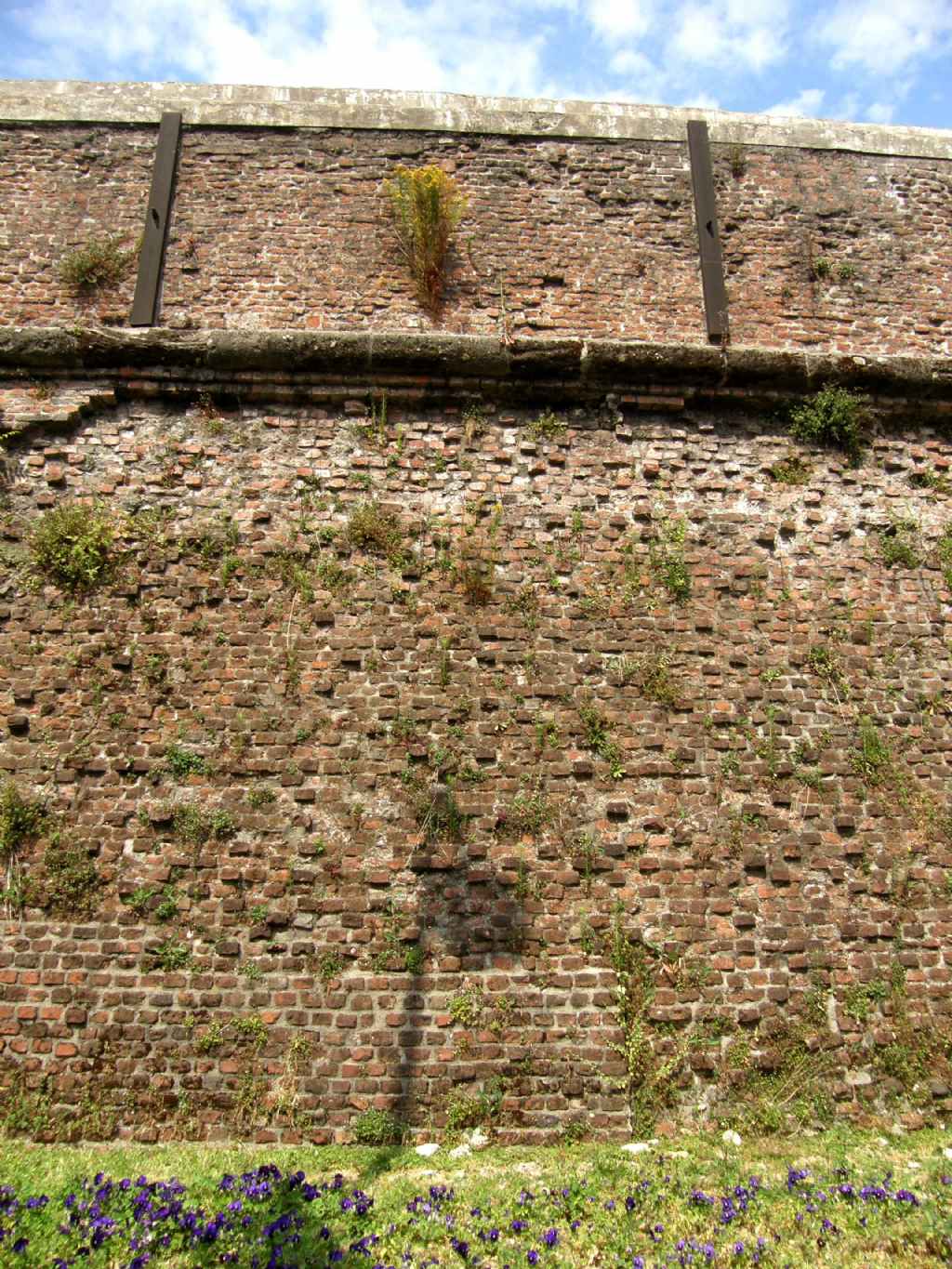 Hypericum perforatum in cima alle mura spagnole